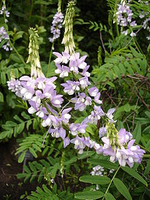 Metformin plant Galega Officinalis