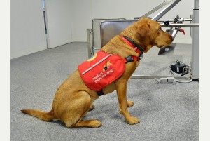 04/09/14 Medical Detection Dogs feature - Great Horwood