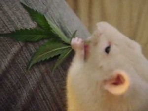 mousecannabisleaf