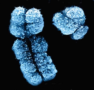 sex-chromosomes