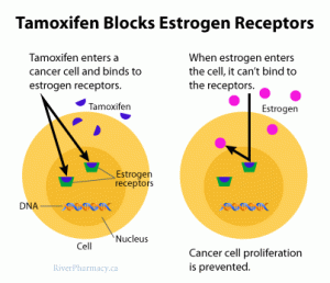 https://bisforbananascisforcancer.files.wordpress.com/2016/06/tamoxifen-blocks-estrogen-receptors.gif?w=300&h=258